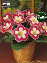 Blanche De Meru - Gloxinia Bulb